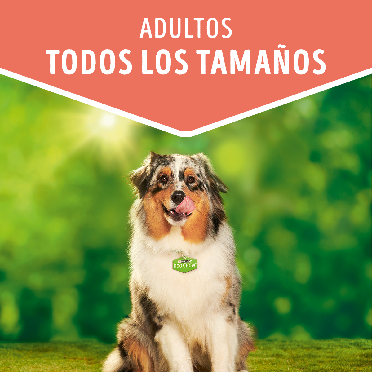 Alimento húmedo para perros Dog Chow Adultos todos los tamaños con Pollo 100gr