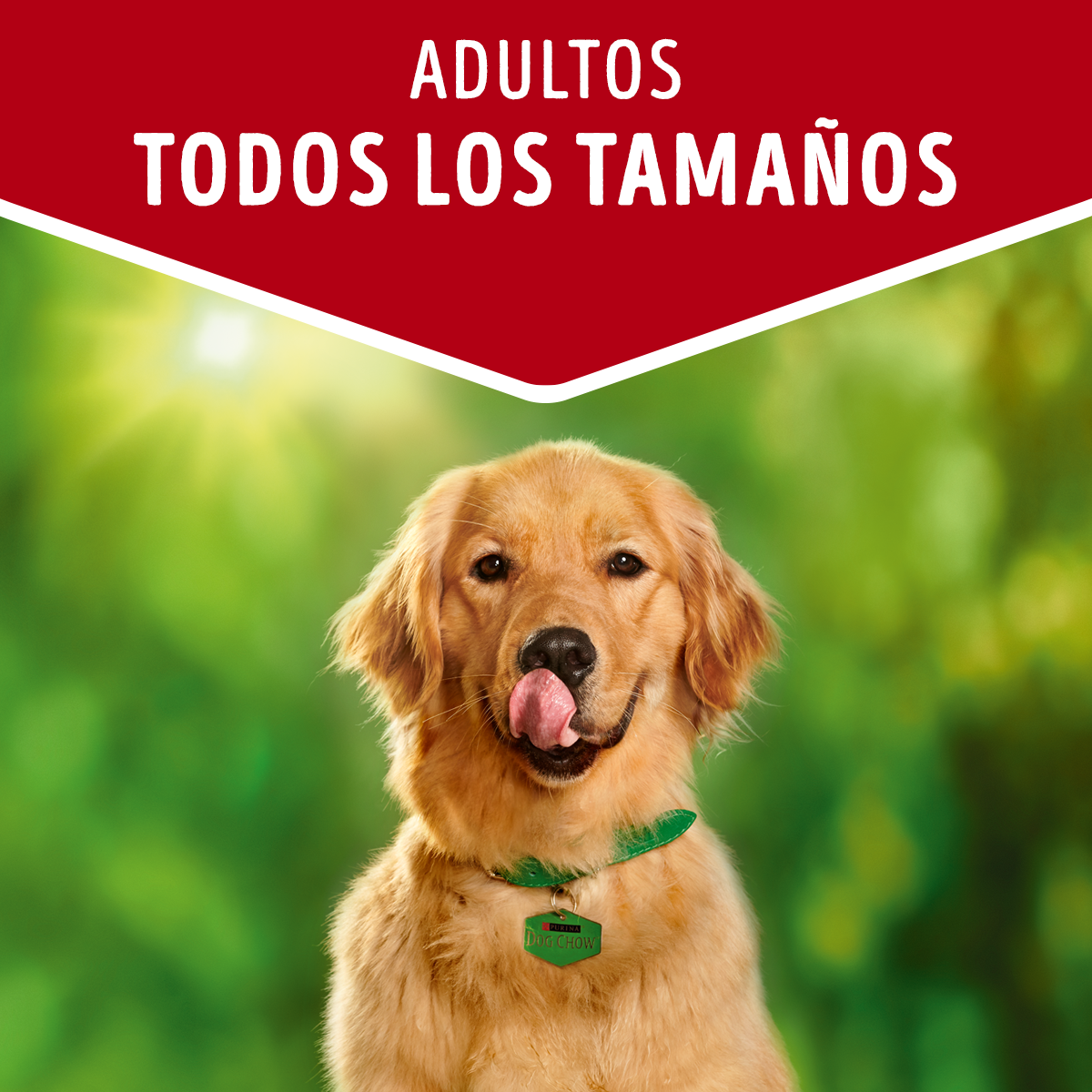 Alimento húmedo para perros Dog Chow Adultos todos los tamaños con Carne 100gr