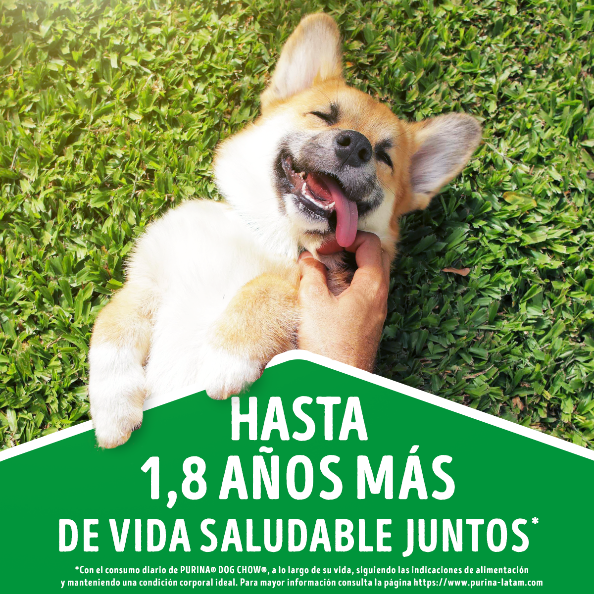 Alimento húmedo para perros Dog Chow Adultos todos los tamaños con Carne 100gr