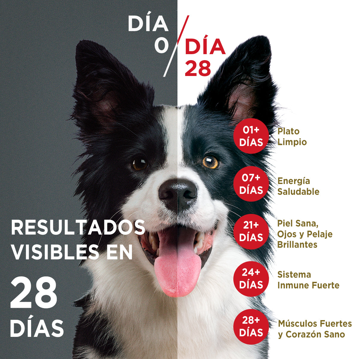 Alimento húmedo para perros Purina One Adulto y Cachorro sabor pollo de 85gr