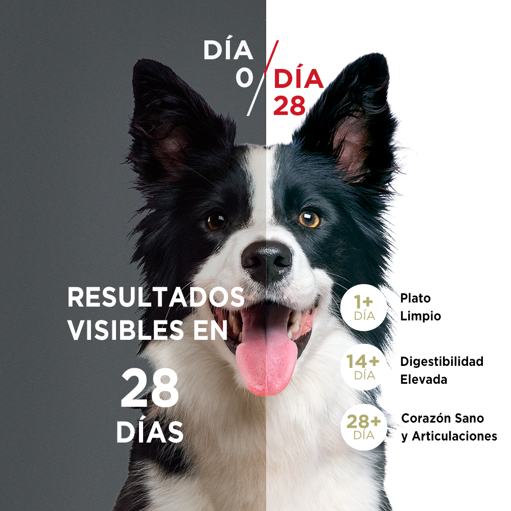 Alimento para perro Purina One Adultos medianos y grandes sabor carne de 6 kg  - VENCE: 01/06/2024