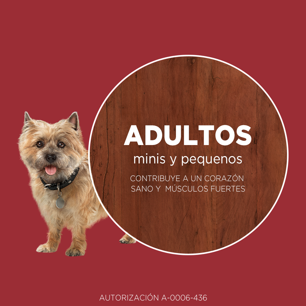 Alimento para perro Purina One Adultos Minis y pequeños sabor pollo y cordero 6kg