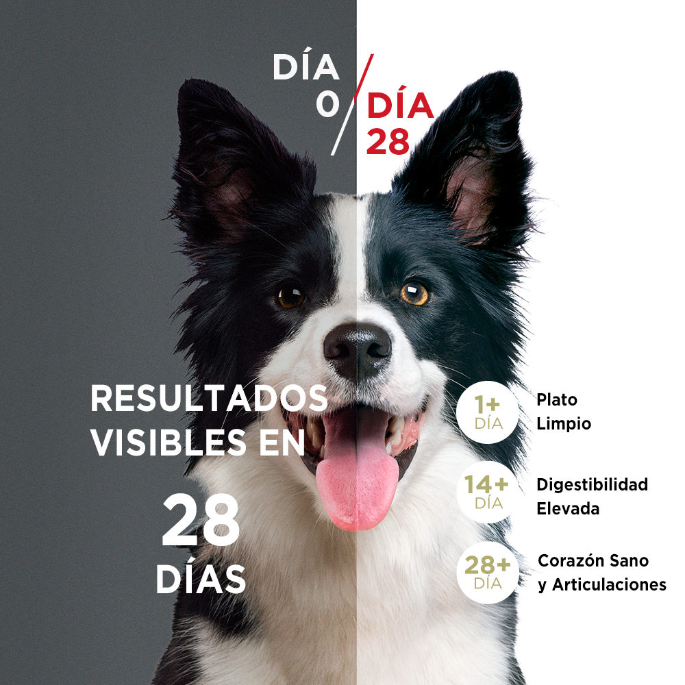 Alimento para perro Purina One Adultos medianos y grandes sabor cordero de 6 kg