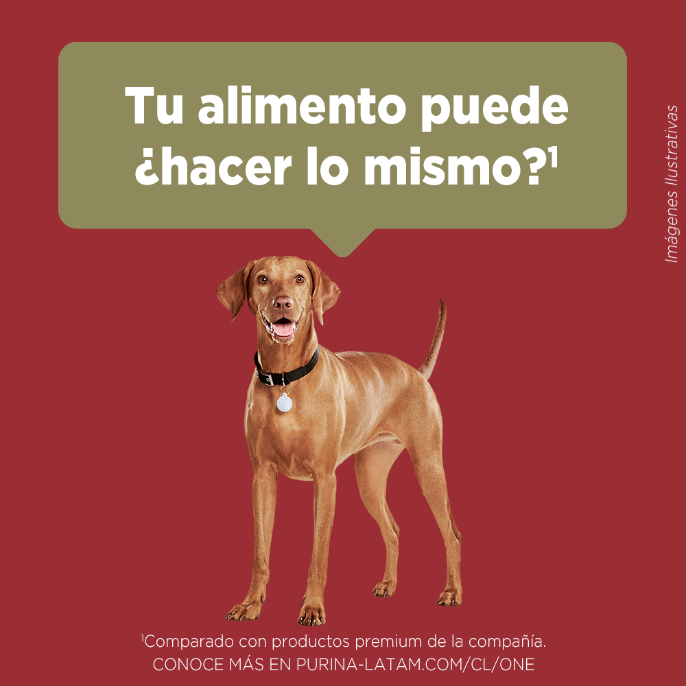 Alimento para perro Purina One Adultos medianos y grandes sabor cordero de 6 kg