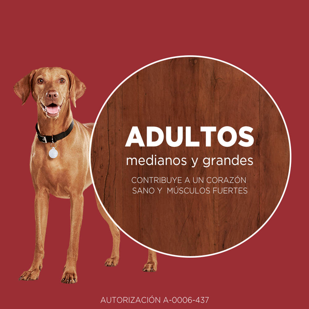 Alimento para perro Purina One Adultos medianos y grandes sabor cordero de 6 kg