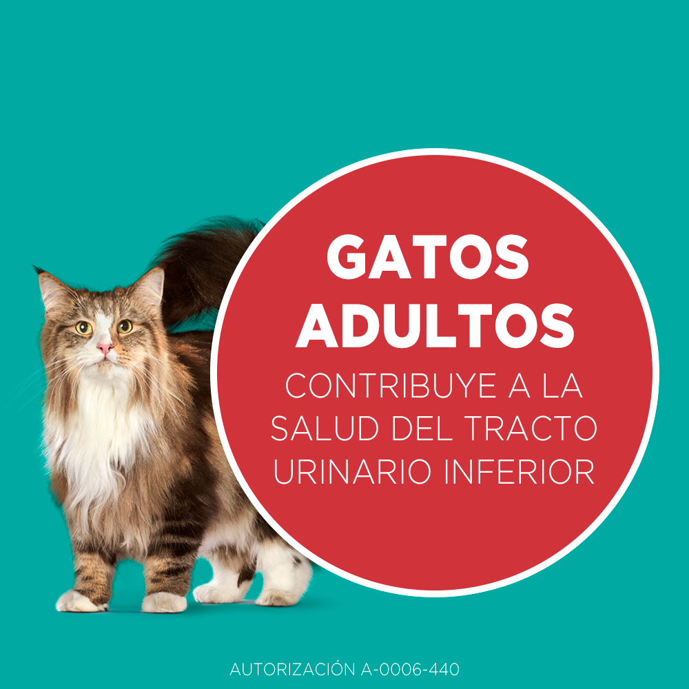 Alimento para Gato Purina One Adultos sabor pollo y salmon  en bolsa de 2kg