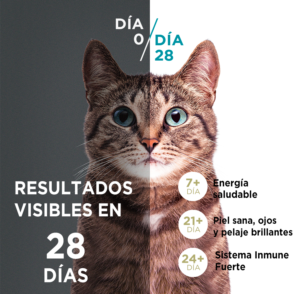 Alimento para gato Purina One Esterilizado sabor Salmón en bolsa de 2 kg