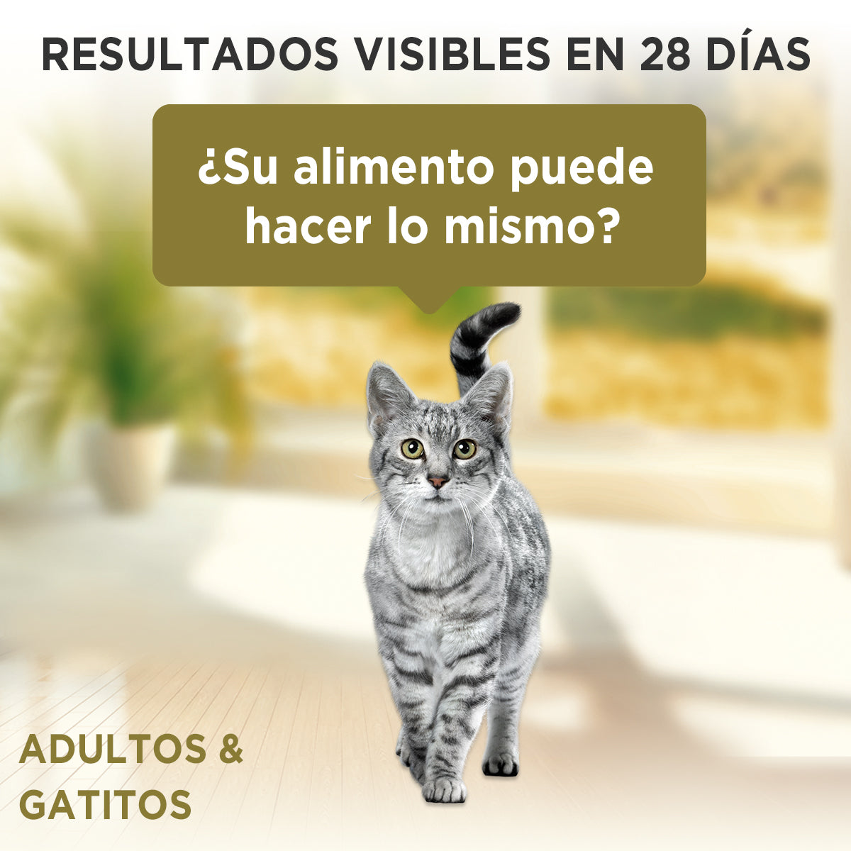 Alimento húmedo para gatos Purina One Adultos y Gatitos multiproteína de 85gr