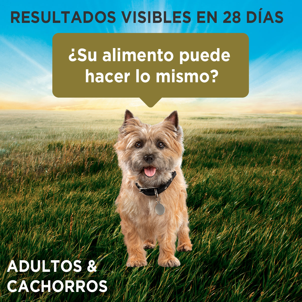 Alimento húmedo para perros Purina One Adulto y Cachorro sabor carne, pollo y cordero de 85gr