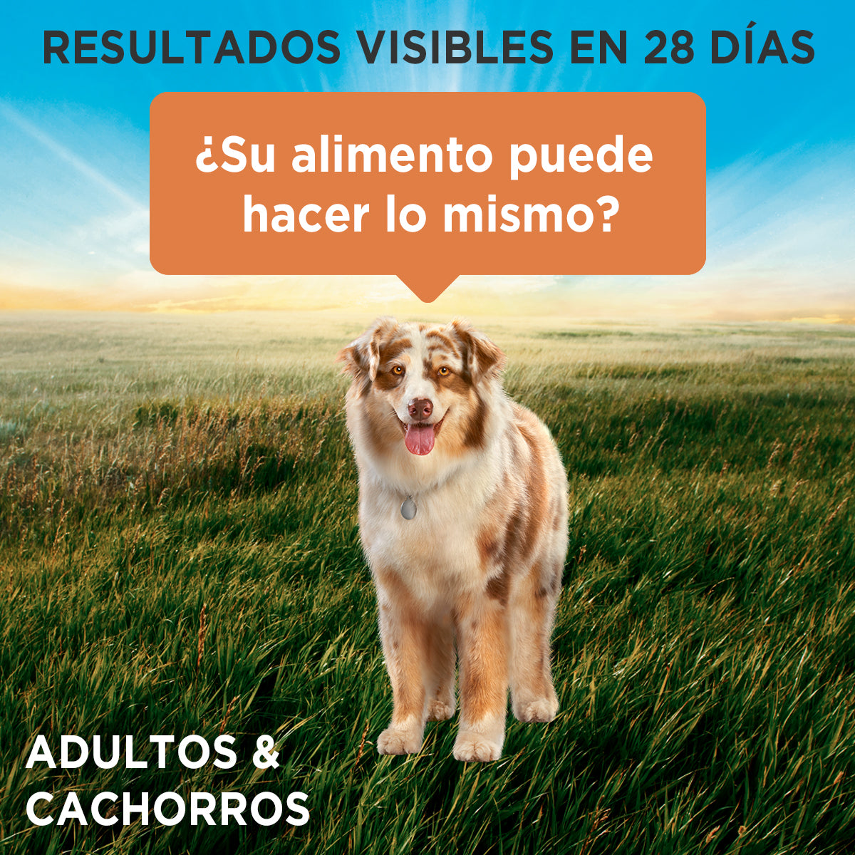 Alimento húmedo para perros Purina One Adulto y Cachorro sabor pollo de 85gr