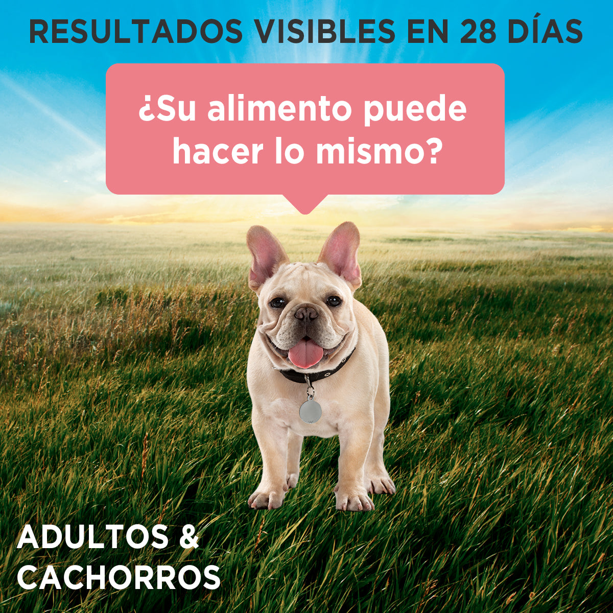Alimento húmedo para perros Purina One Adulto y Cachorro sabor salmón de 85gr